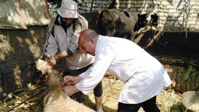 محافظ الغربية يتابع الحملة القومية لتحصين الأغنام والماعز ضد طاعون المجترات الصغيرة