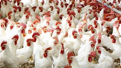 ننشر سعر الدواجن اليوم الأربعاء.. تبدأ من 25 جنيها للكيلو