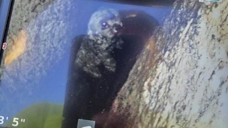 الكلبة في الشق