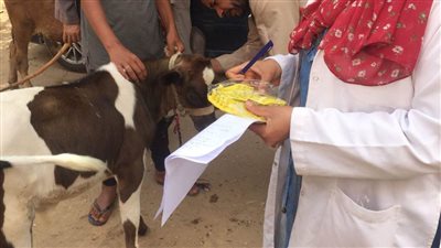 بدء تنفيذ قوافل بيطرية وعلاجية بالمجان بقرى 