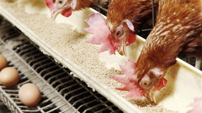 بورصة الدواجن اليوم| تعرف على الاسعار المسجلة بالاسواق اليوم