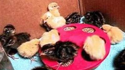 انتشار السمان البري في شمال سيناء.. وشيف يشرح طرق طهيه