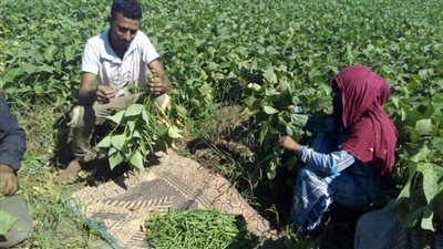 وفد رفيع المستوى من الأمم المتحدة يزور المزارعين ويناقش تقدم مشاريع التنمية الريفية في مصر