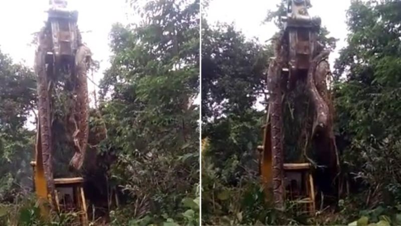 الثعبان العملاق