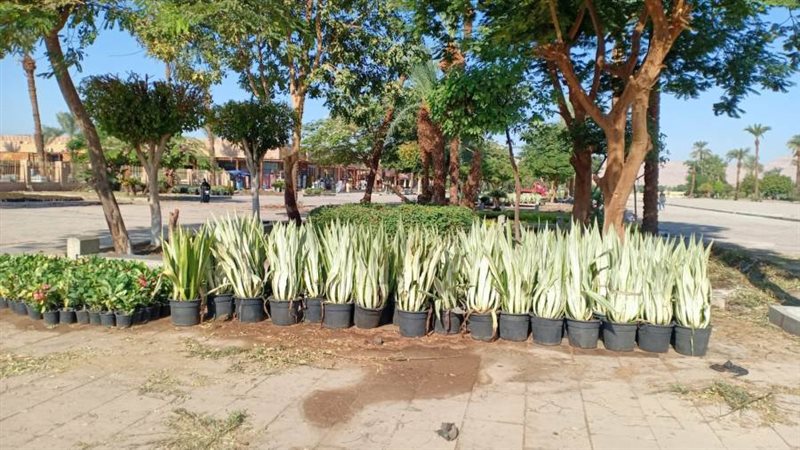 مشروعات فى الاقصر