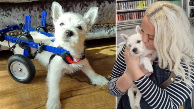 الكلبة المشلولة