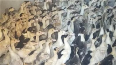 توزيع 41 ألفا و700 طائر على المستفيدين من مشروع تربية البط بالبحيرة