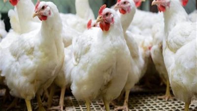 بعد تدخل التموين لإخفاضها.. تعرف على أسعار الدواجن والبيض اليوم الاثنين 25 أكتوبر 2021