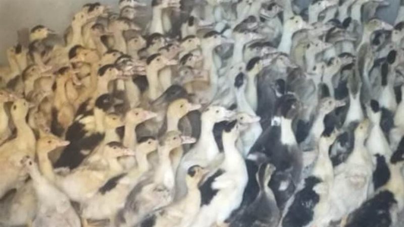 مشروع تربية البط