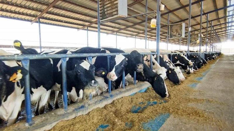 مزارع الإنتاج الحيوانى