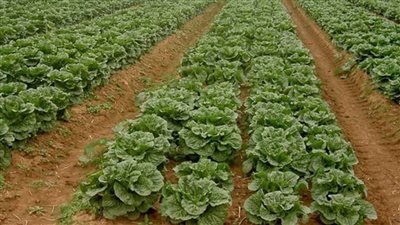 رئيس بحوث الصحراء: التوسع في مشروعات حصاد الأمطار وإنشاء البحيرات الصناعية