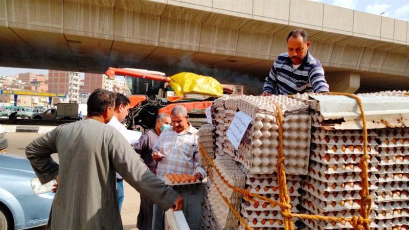 طرح كميات من البيض