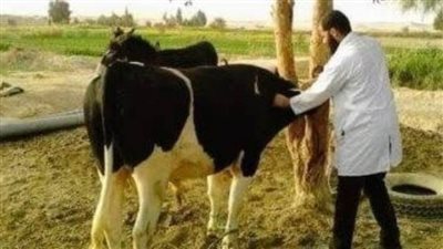علاج ١٢١٨ حيوانا وتلقيح ٩٧ رأس ماشية وذبح ٢٧٩ رأسا بالبحيرة