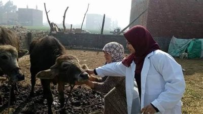 علاج وتلقيح 1300 رأس ماشية في يوم عمل للطب البيطري بالبحيرة