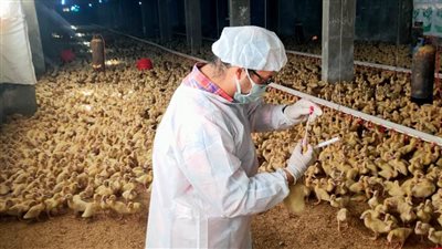 محافظ الإسكندرية: تحصين7 ملايين طائر في المزارع و50 ألف طائر تربية منزلية 