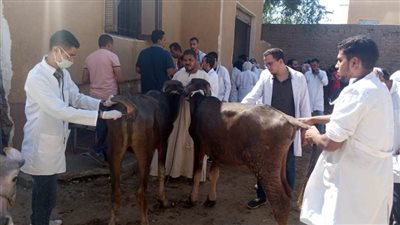 جامعة سوهاج تواصل سلسلة قوافلها البيطرية المجانية لقرية الغريزات بالمراغة 