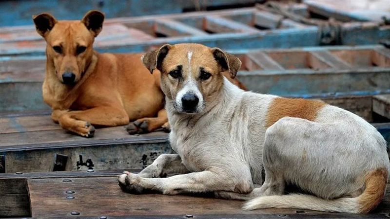 كلاب ضالة - ارشيفية