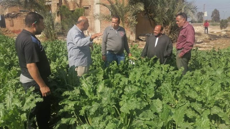 زراعة محصول بنجر