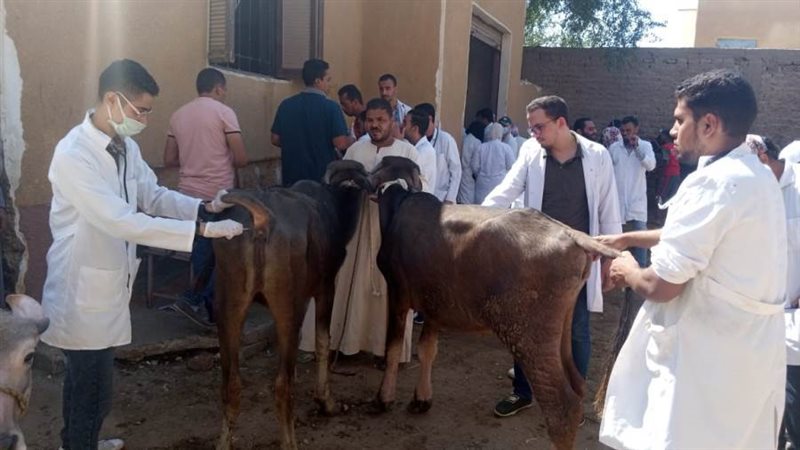 جانب من القافلة