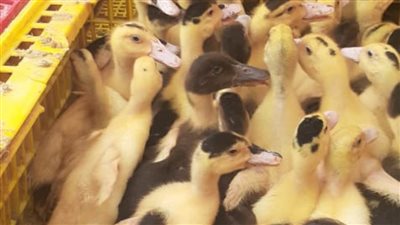 توزيع 42 ألفا و660 طائر بمشروع تربية البط بقرى البحيرة