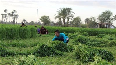 محطة البحوث الزراعية تحدد مواعيد زراعة البرسيم لتغذية الحيوانات