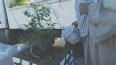  زراعة ٣٢٥ شجرة على الطرق الرئيسية والشوارع وأمام المدارس بأخميم
