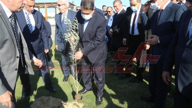 زراعة الأشجار