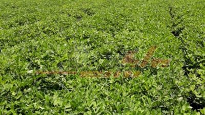 محافظ المنوفية: تمويل 