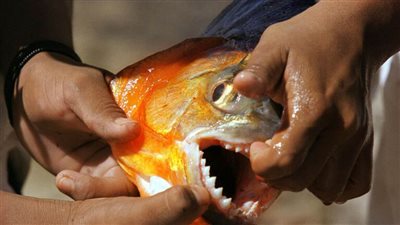 صياد برازيلي قفز في بحيرة هربا من النحل فافترسته أسماك الضاري