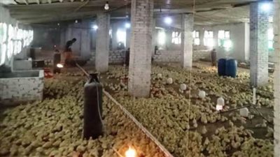 بيطري الشرقية.. تحصين 590 ألفًا و869 طائرًا ضد أنفلونزا الطيور