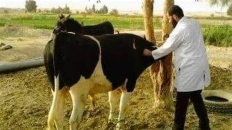 تطعيم الماشية