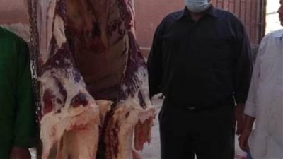 بيطري ملوى: إعدام ذبيحة تزن 300 كيلو مصابة بمرض السل بقلندول