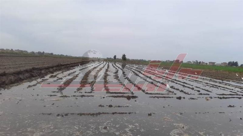 زراعة القمح علي مصاطب