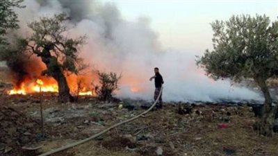مُستوطنون يحرقون 50 شجرة زيتون ويصادرون أرضًا في شمال الخليل
