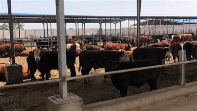 محافظ الإسكندرية : 113 شابًا تقدموا للاستفادة من مشروع 