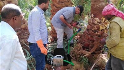 فريق من زراعة الوادي الجديد لفحص ومعالجة سوسة النخيل بالمزارع