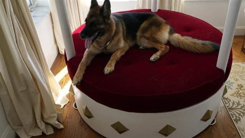 الكلب جونثر السادس