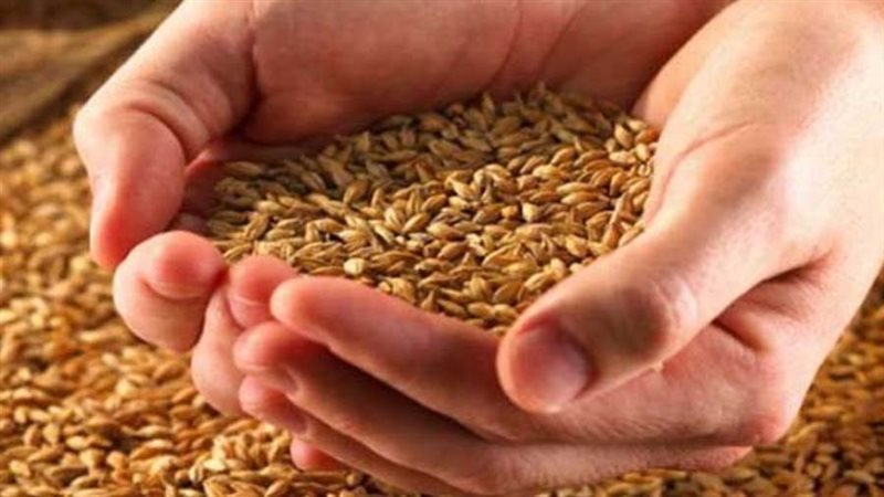 تقاوي شعير _ أرشيفية