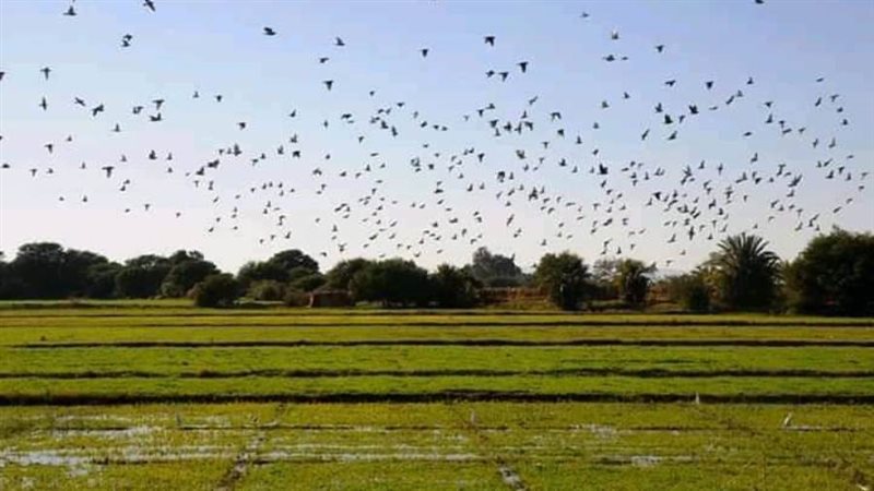 شمس مشرقه وجو هاديء