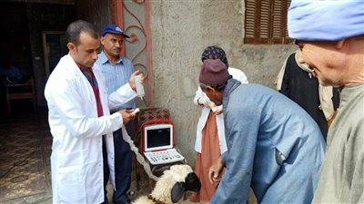 محافظ أسيوط: قافلة بيطرية مجانية تستهدف قرية عرب الشنابلة بمركز أبنوب