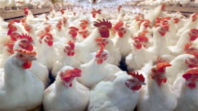 أسعار الدواجن.. اعرف سعر الفريش والمجمد وسعر البيض اليوم