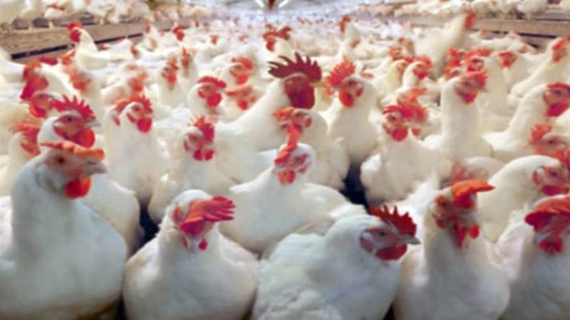 أسعار الدواجن