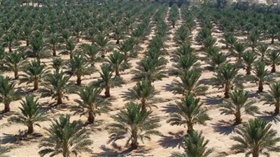 «منادي»: الجيزة تواصل التوسع في زراعة نخيل المجدول 