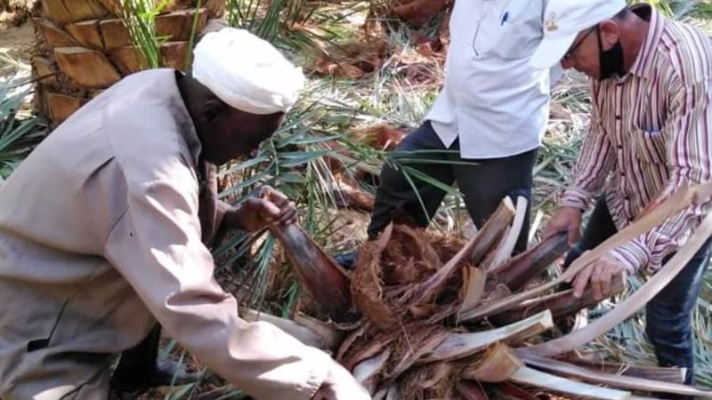 لجان فحص وعلاج سوسة