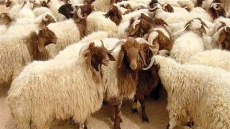 صورة ارشيفية