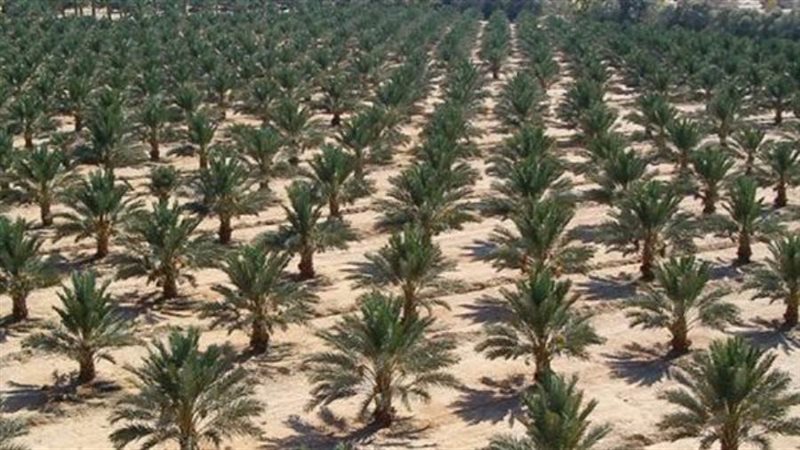 نخيل المجدول