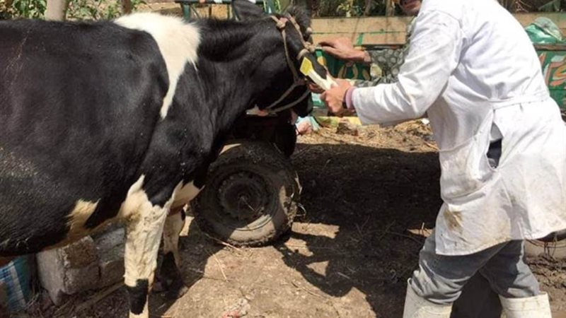 تحصين ماشية ضد الأمراض