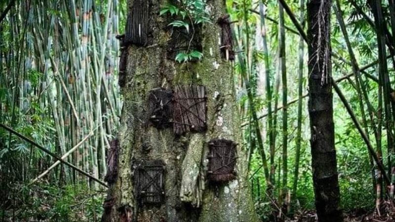 شجرة دفن داخلها أطفال