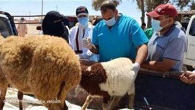 جامعة مطروح تنظم قافلة بيطرية ضمن 