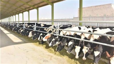 تحصين 17 ألفًا و840 حيوانًا ضد الحمى القلاعية وحمى الوادى بالبحيرة